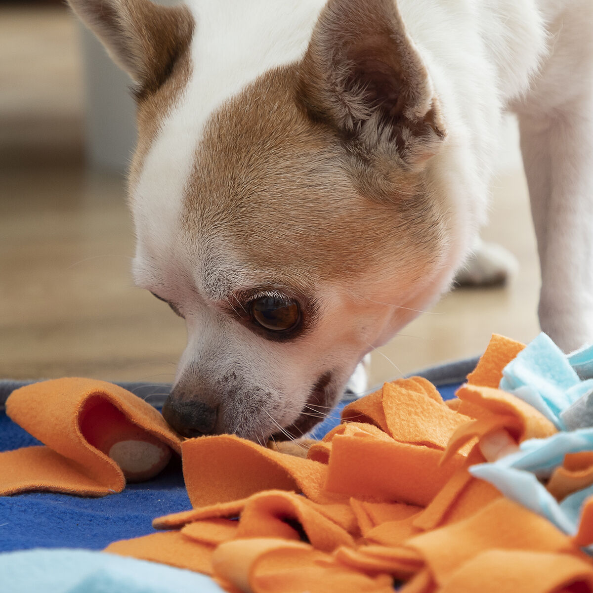 Tapis à Fouiner Doggo Zen