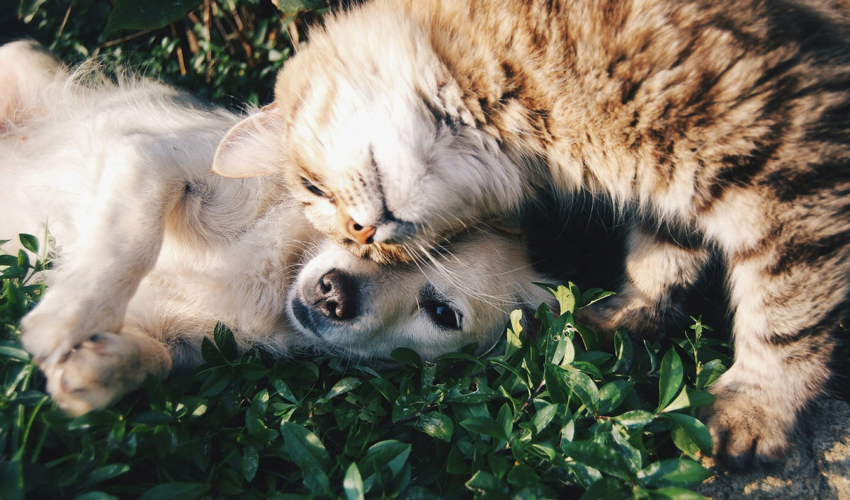 Chien et chat proches l'un de l'autre - univers animalier Doggo Zen
