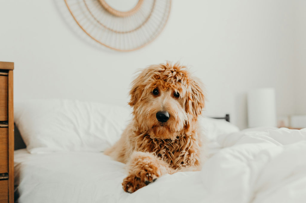 Chien détendu allongé sur son lit, ambiance naturelle - Doggo Zen