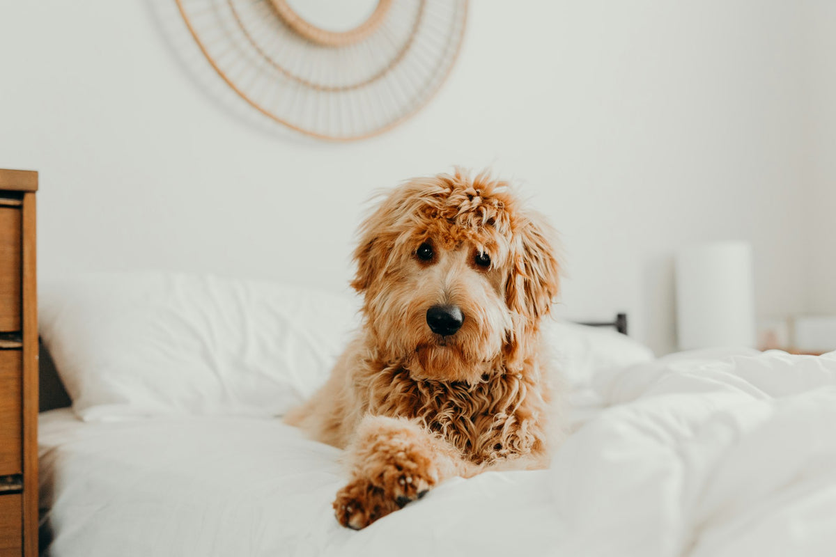 Chien détendu allongé sur son lit, ambiance naturelle - Doggo Zen