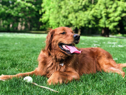 Golden retriever détendu en extérieur, ambiance naturelle - Doggo Zen