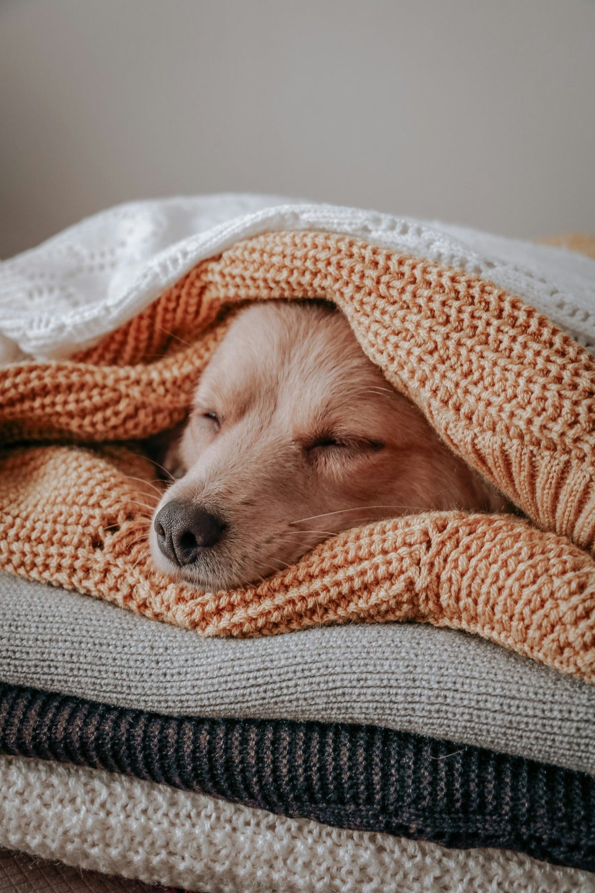 Chien confortablement installé sous une couverture - catégorie Sommeil & Confort